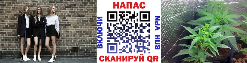 где купить наркоту  Волхов  Шишки марихуана план 